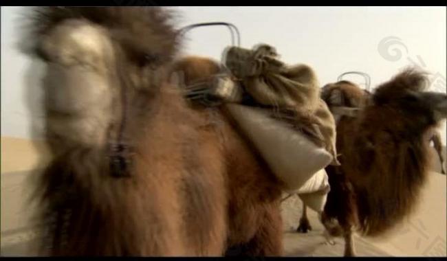 沙漠骆驼行走视频图片