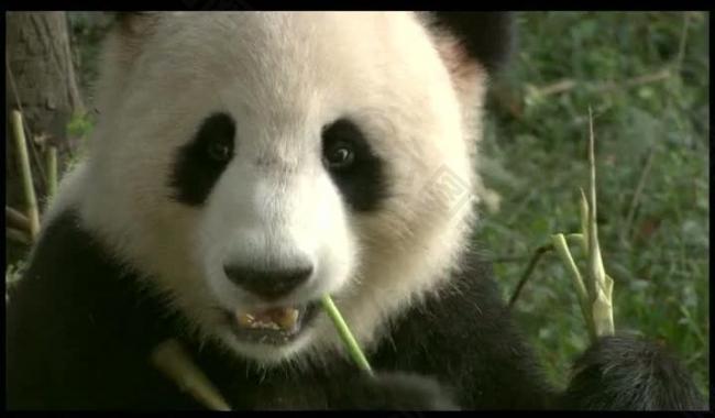 熊猫吃竹子背景视频图片