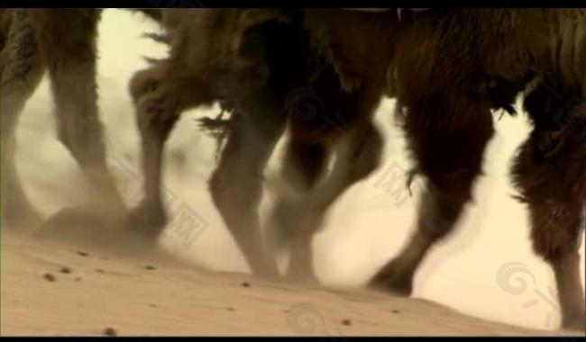 沙漠骆驼队视频图片