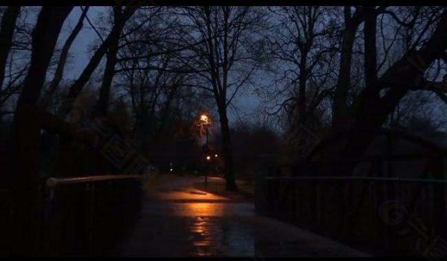 夜晚树林风景景色视频图片