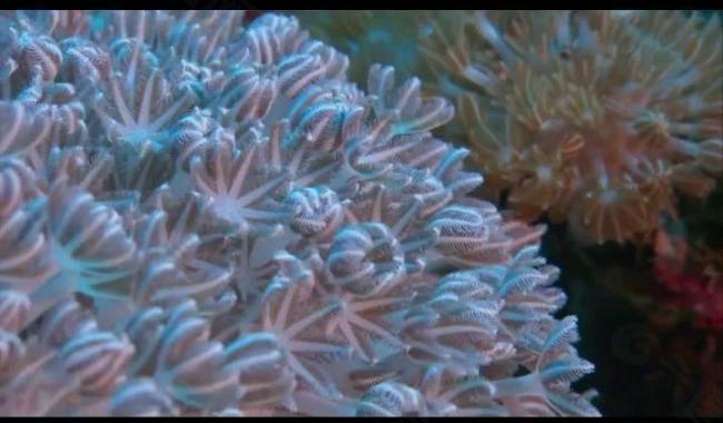 海洋生物海葵视频素材图片