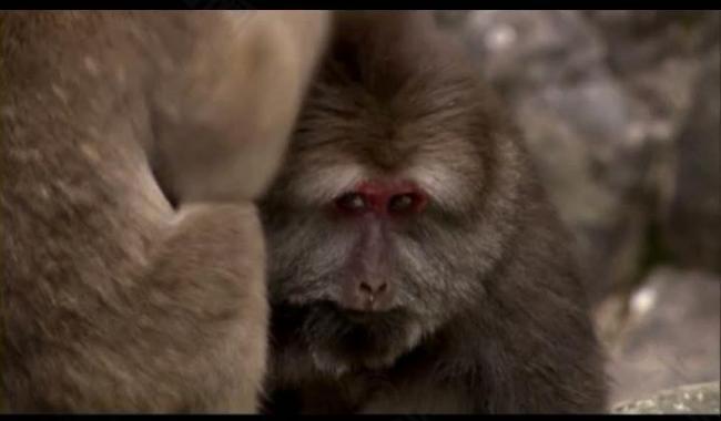 动物猴子捉虱视频素材图片