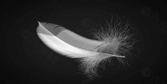 羽毛模型图片