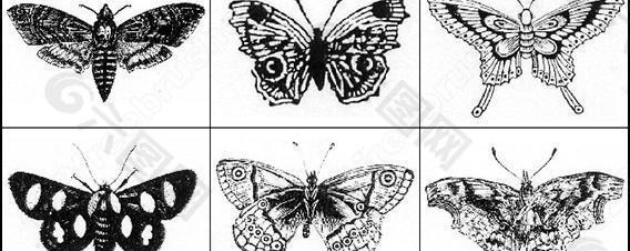 蝴蝶ps笔刷图片