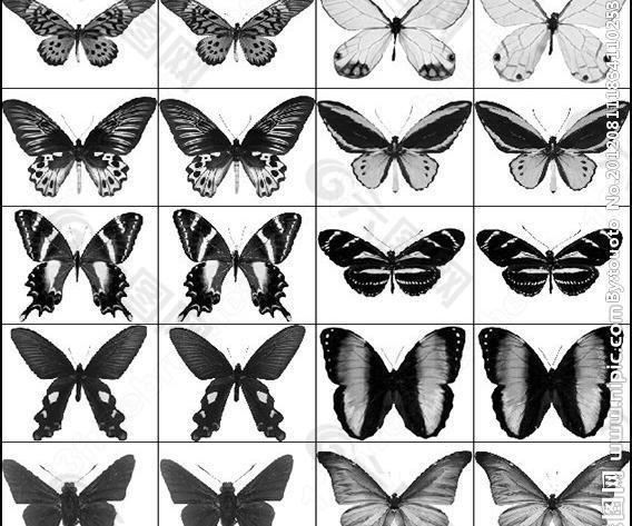 多种蝴蝶ps笔刷图片