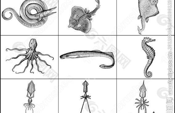 章鱼带鱼海马海洋生物笔刷图片