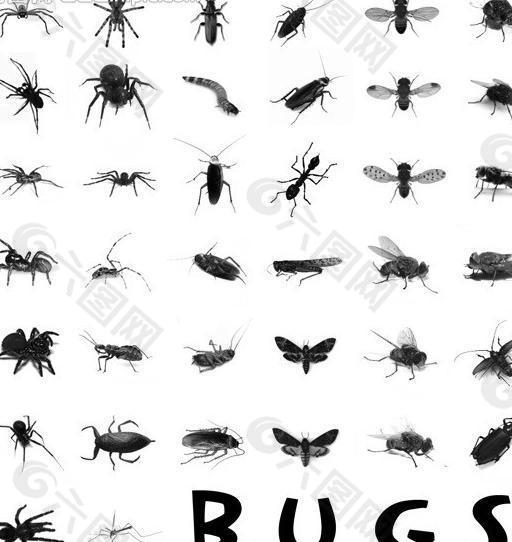 38种昆虫笔刷图片
