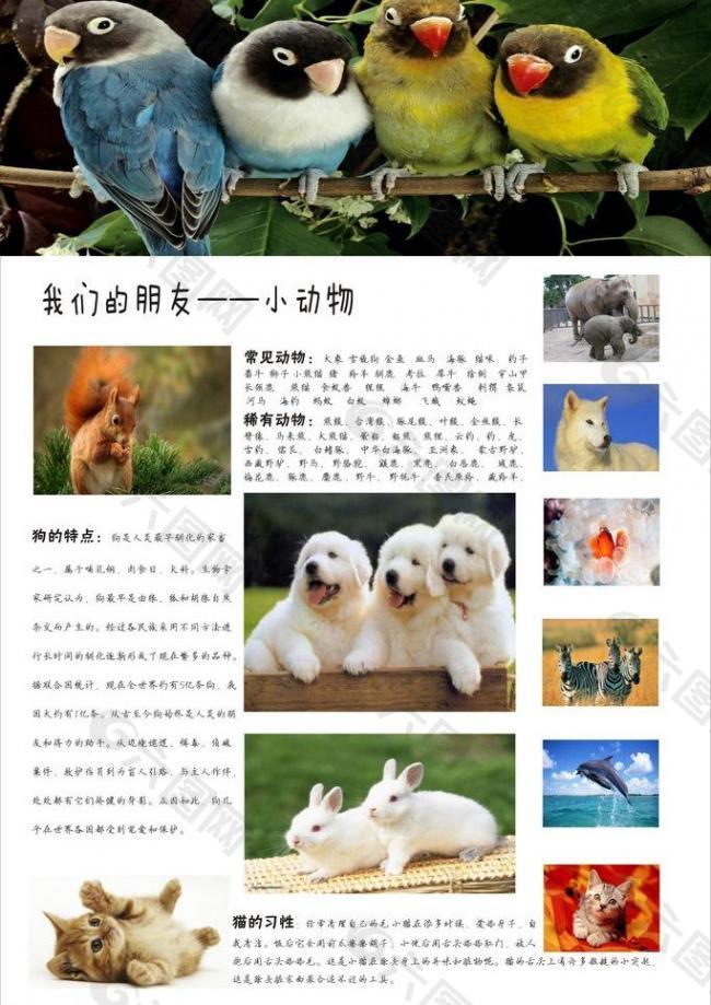 动物 网页设计排版图片