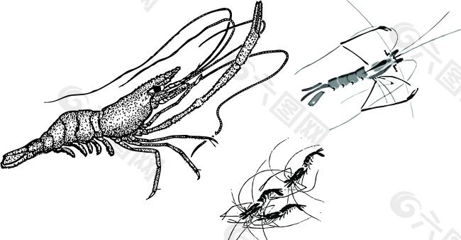 龙虾河虾海鲜矢量图