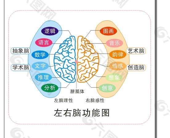 左右脑功能图