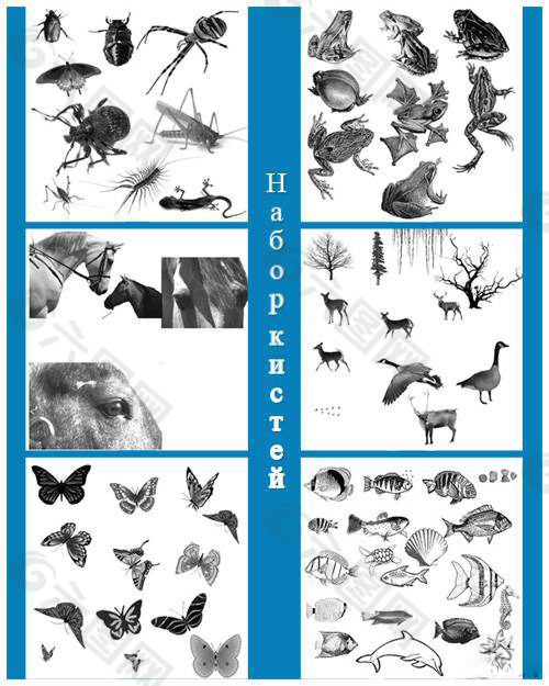 高清晰骏马、鹿、鹭、海洋生物、蝴蝶、鸟类、青蛙、昆虫、森林动物等PS笔刷集
