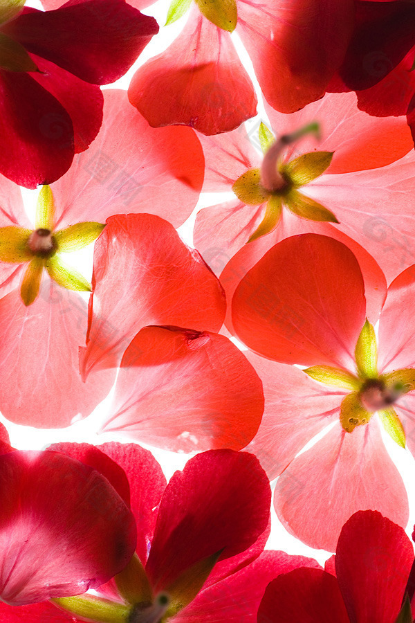 红色花朵背景高清图片