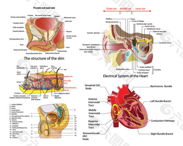 人体器官结构图矢量素材