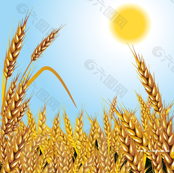 成熟的小麦矢量素材