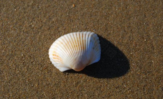海滩 贝壳图片