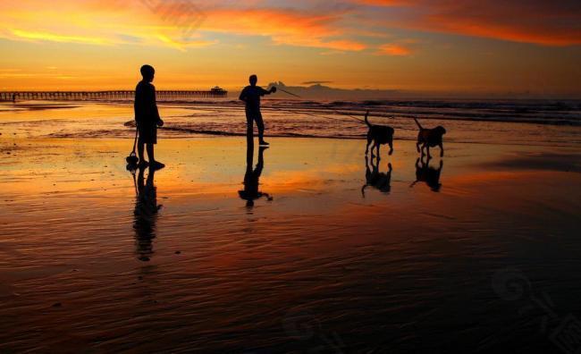 海滩溜狗图片
