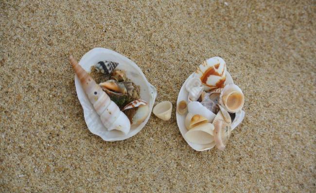 贝壳与沙滩图片