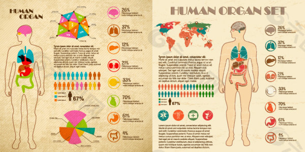 人体结构信息图素材