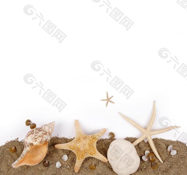 海星 海螺 贝壳图片