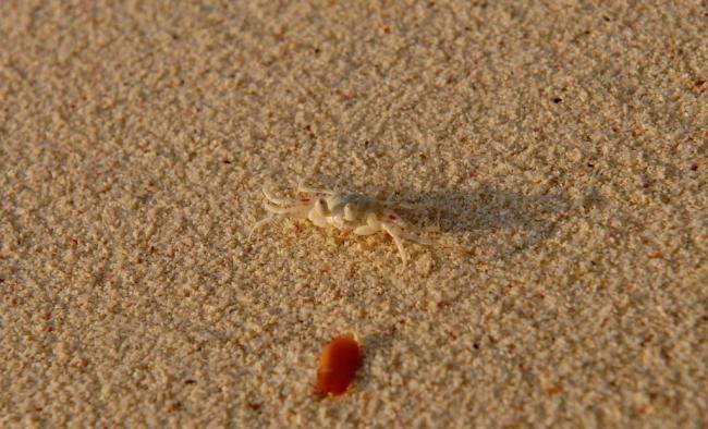 海边的小蟹图片