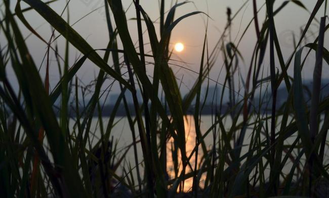 夕阳水草剪影图片