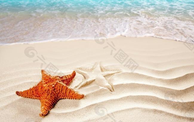 沙滩海星图片