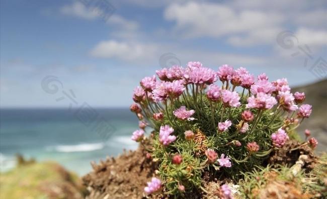 海棠花图片