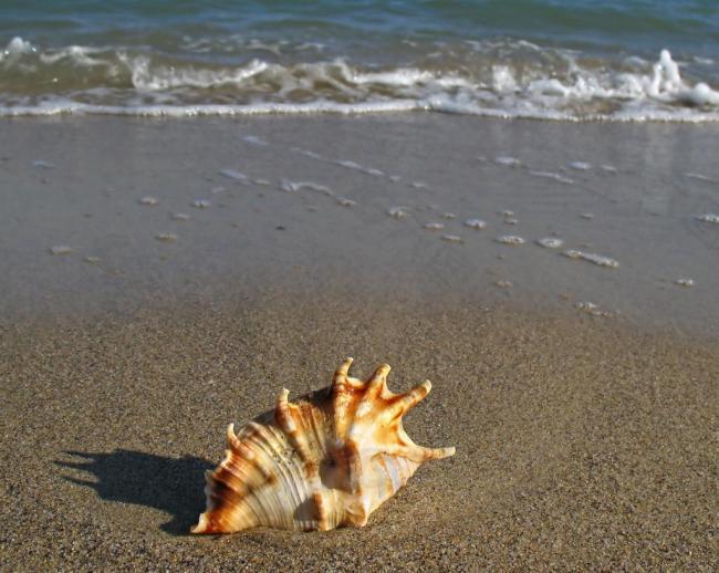 沙滩 海螺图片