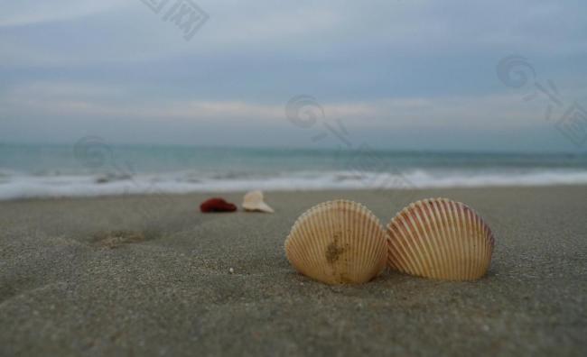 海边贝壳图片