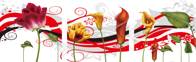 三联花卉马蹄莲