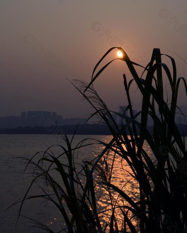 夕阳水草剪影图片