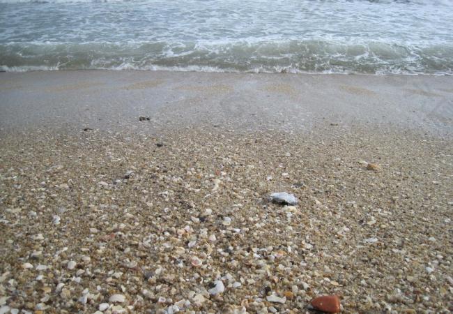 贝壳沙滩图片