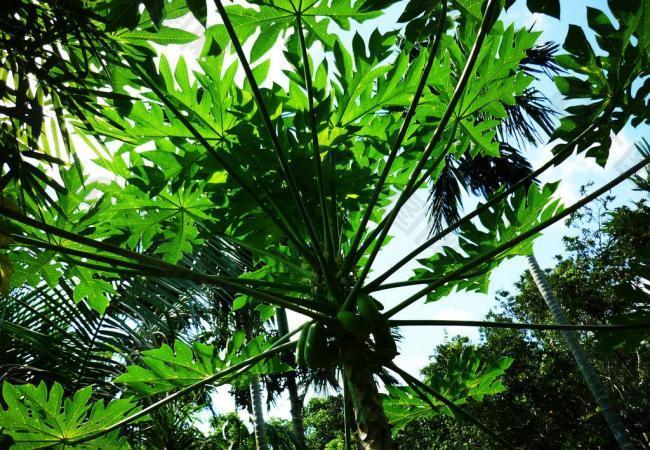 热带雨林植物图片