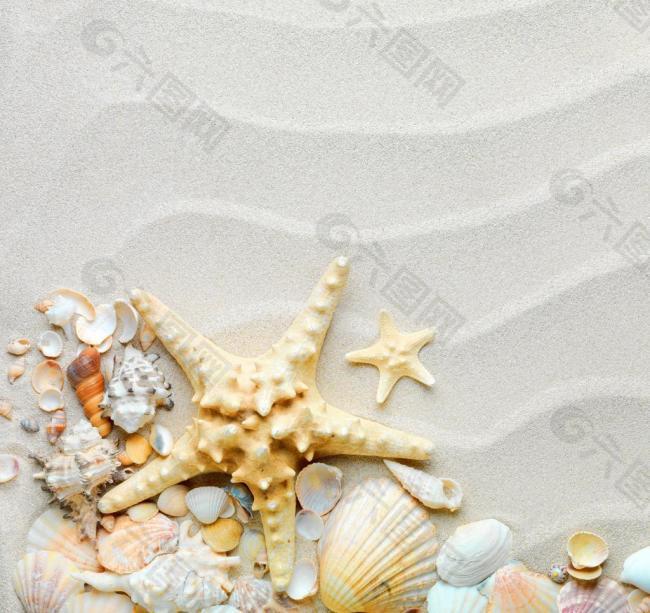 沙滩 贝壳 海螺 海星图片