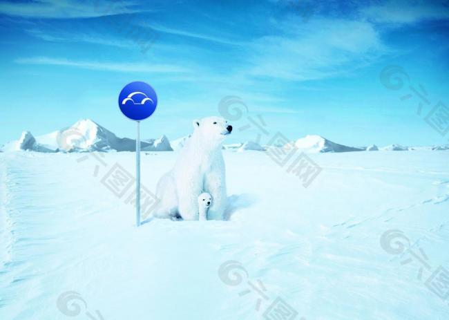 冰天雪地 北极熊图片