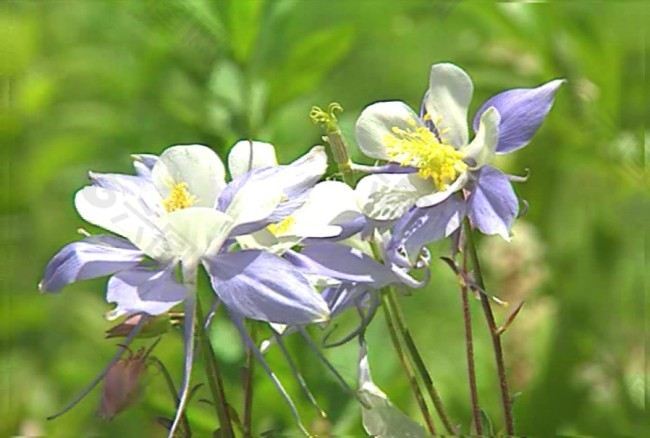 美丽的花朵素材下载