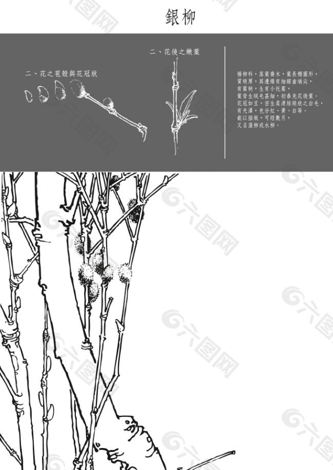 银柳工笔矢量图