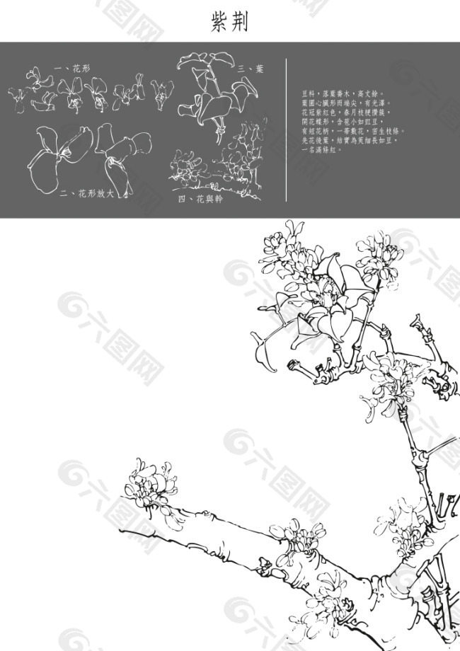 紫荆解剖图图片