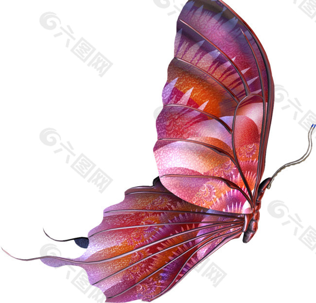 红紫蝴蝶
