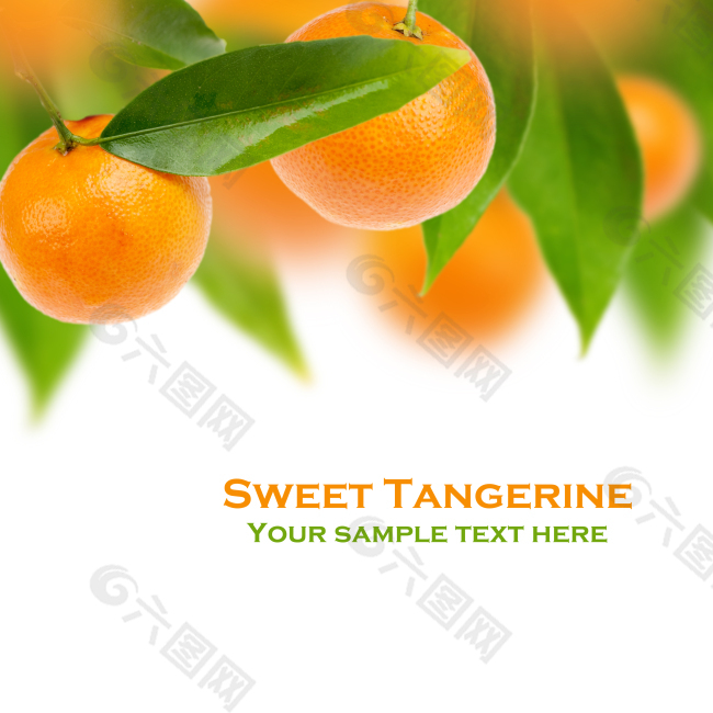 橘子绿叶背景图片
