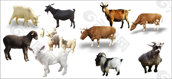 牛羊牲畜矢量素材 CDR