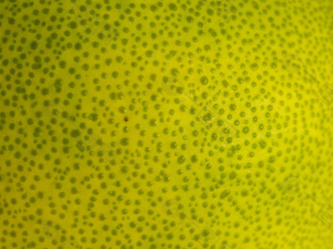 柚子皮纹理背景图片