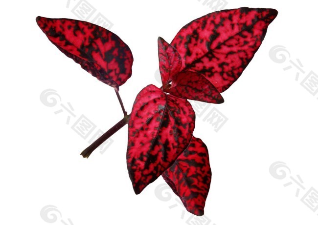一组红色植物叶片素材