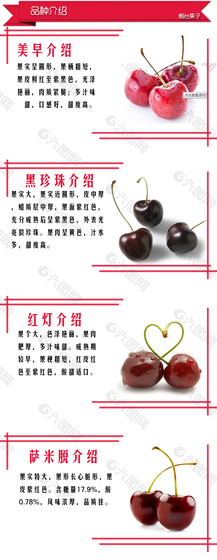 樱桃品种