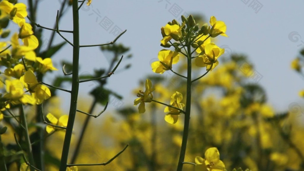 油菜花