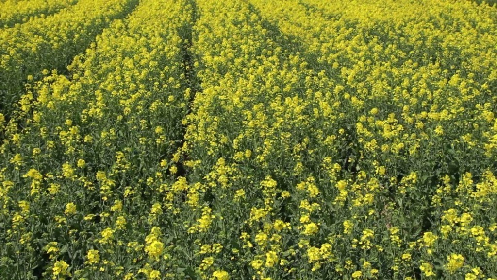 油菜花素材