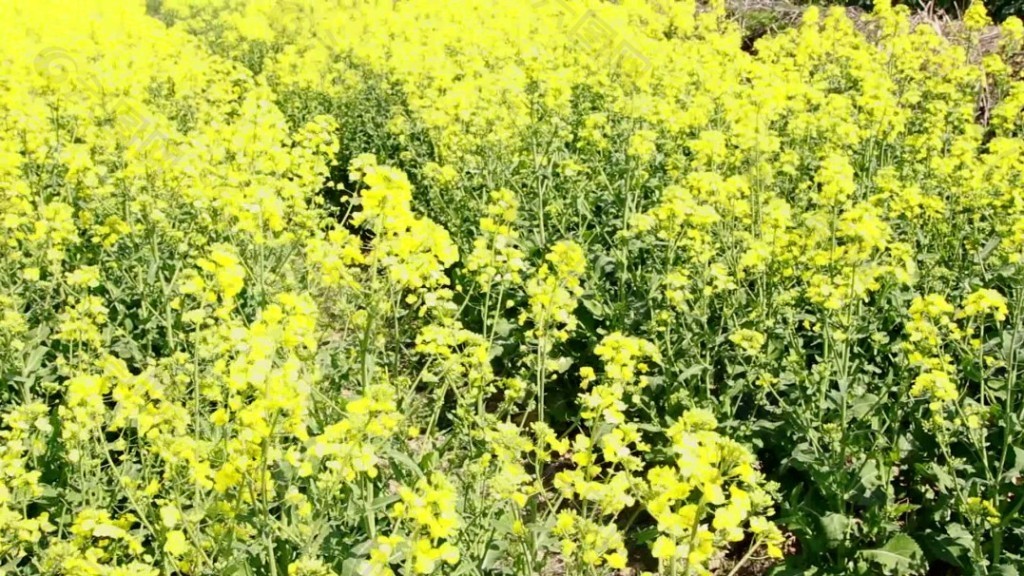 油菜花素材素材下载