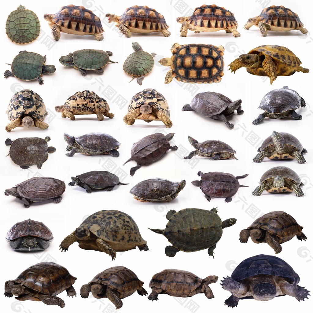 所有乌龟的图片大全图片