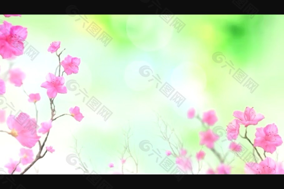 爱心花瓣背景视频素材模板下载
