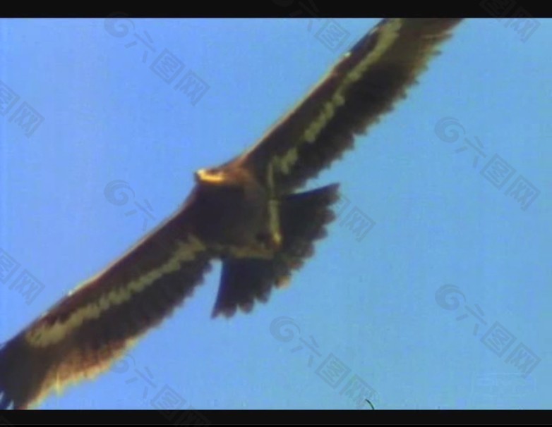 老鹰视频素材